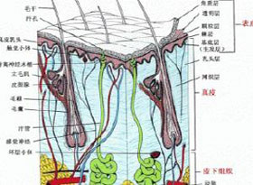 皮肤松弛起皱